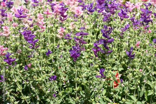 Sunny summer day. A fragment of the blossoming salvia with small pink and violet flowers.