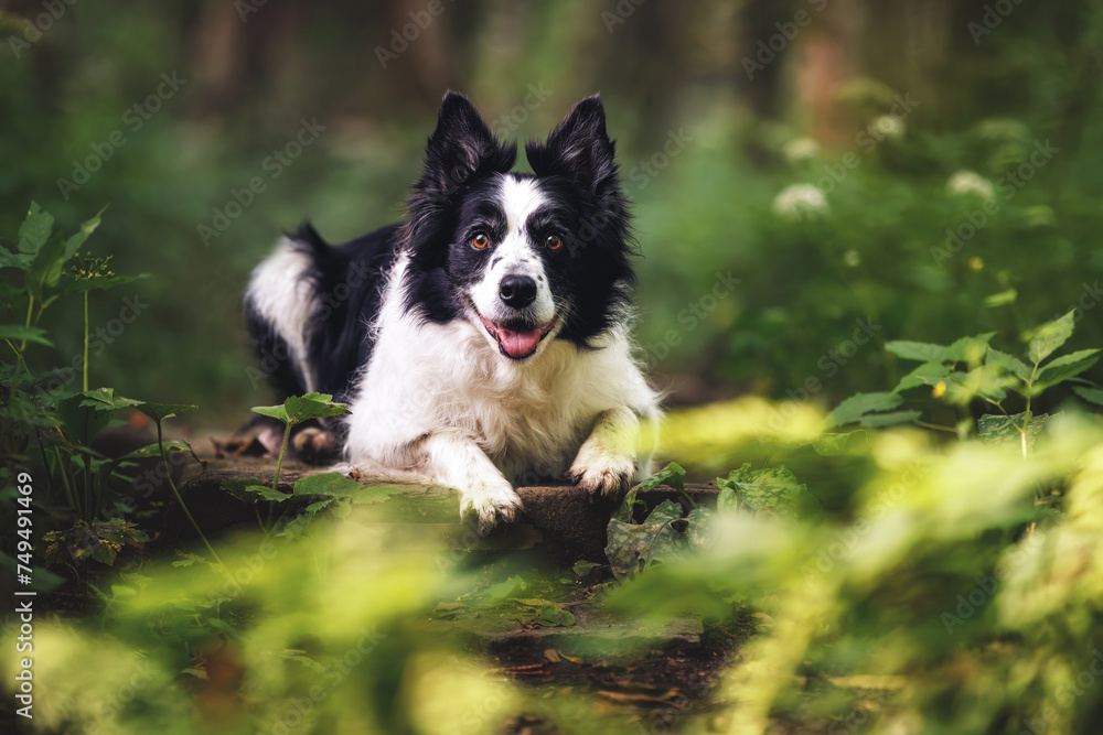 This photo features a portrait of a playful Border Collie standing in a meadow with his tongue slightly out. The dog looks directly at the camera with a curious expression on his face. 