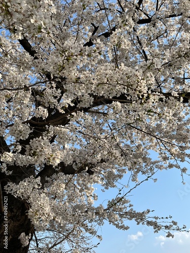 cherry tree blossom