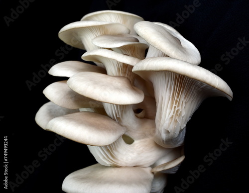 Oyster mushrooms isolated on a black background. Full clipping path. A beautiful bunch of mushrooms.