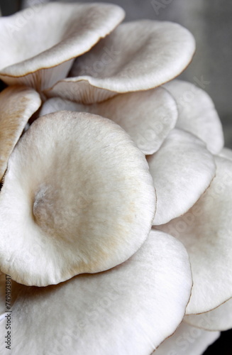 Oyster mushrooms isolated on a black background. Full clipping path. A beautiful bunch of mushrooms.