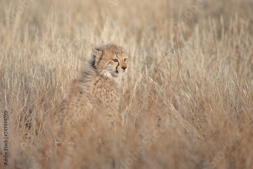 Portrait of cute young cheetah cub