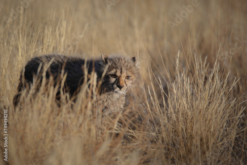 Portrait of cute young cheetah cub