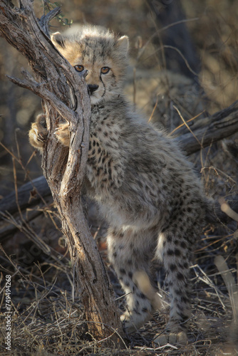 Young cheetah cub standing against tree