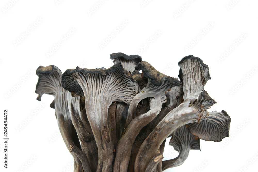 Ταπετσαρία Cantharellus cinereus, the ashen chanterelle isolated on white.