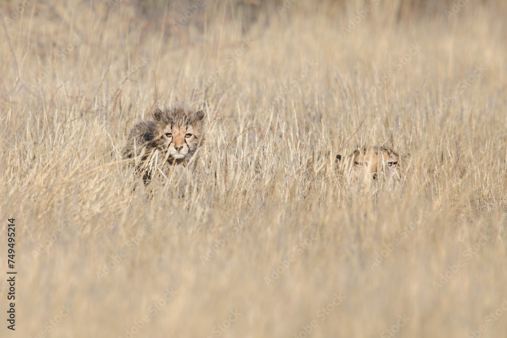 Cheetah cub in long grass near its mother Cheetah cub in long grass near its mother