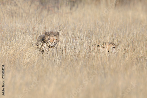 Cheetah cub in long grass near its mother