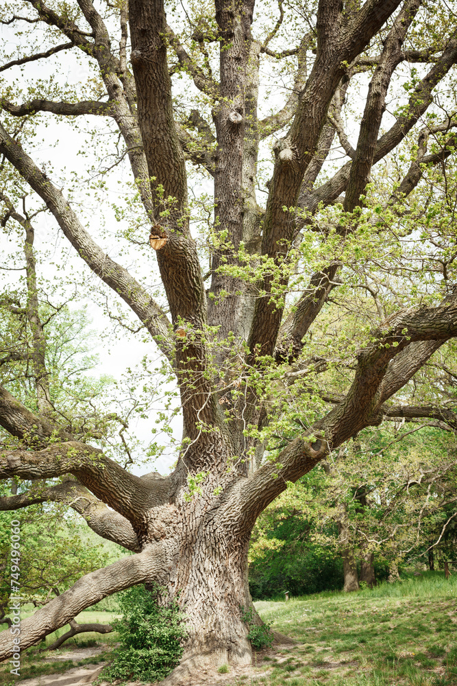 Fototapeta premium A tall old tree with many branches.