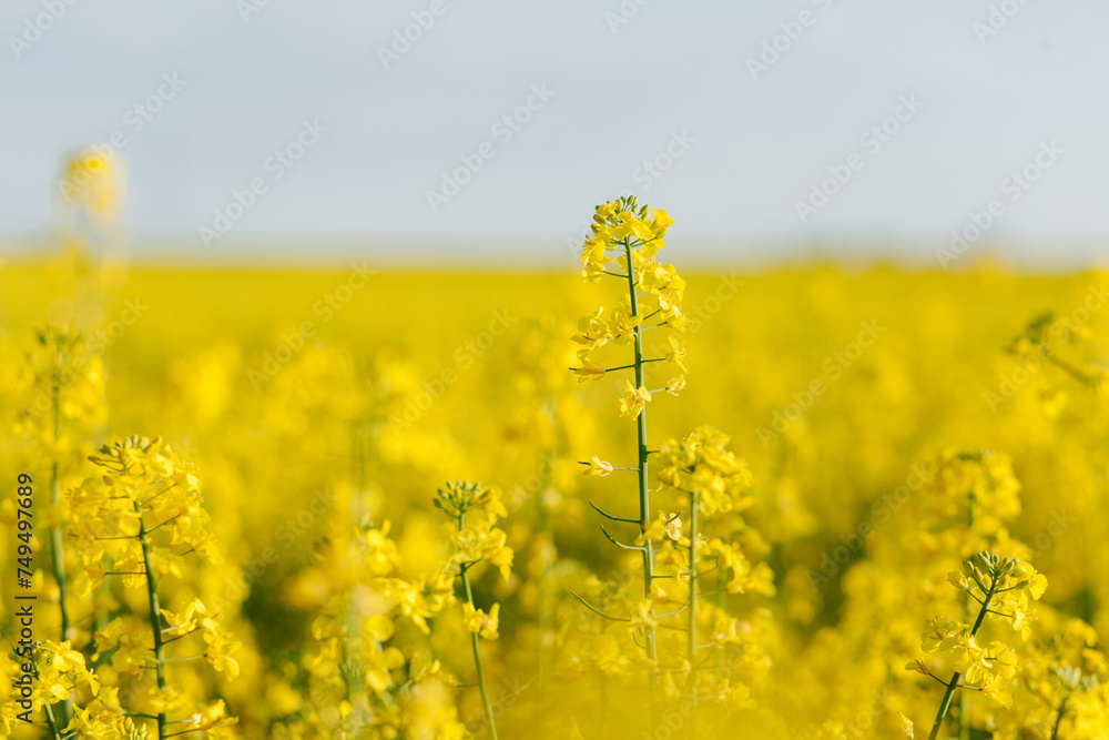 Yellow flowers of oilseed rape. Yellow flowers of oilseed rape.
