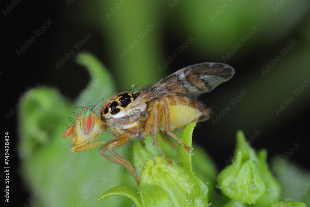 Goniglossum wiedemanni is a species of tephritid or fruit flies in the family fruit flies (Tephritidae). Larvae lives in red bryony (Bryonia dioica) fruits. Goniglossum wiedemanni is a species of tephritid or fruit flies in the family fruit flies (Tephritidae). Larvae lives in red bryony (Bryonia dioica) fruits.