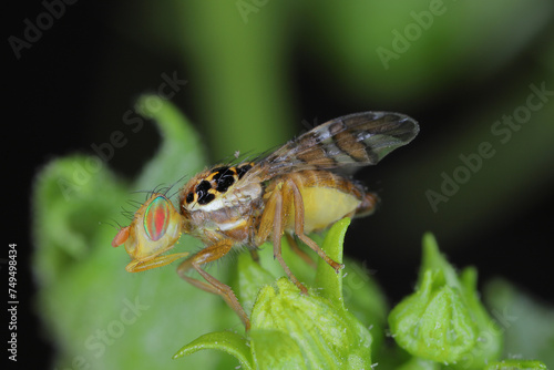 Goniglossum wiedemanni is a species of tephritid or fruit flies in the family fruit flies (Tephritidae). Larvae lives in red bryony (Bryonia dioica) fruits. photo