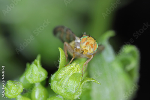 Goniglossum wiedemanni is a species of tephritid or fruit flies in the family fruit flies (Tephritidae). Larvae lives in red bryony (Bryonia dioica) fruits. photo