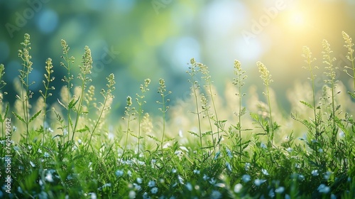 A spring or summer abstract nature background with grass in a meadow and blue skies behind