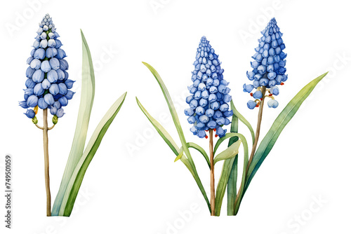 Muscari, watercolor clipart illustration with isolated background. photo