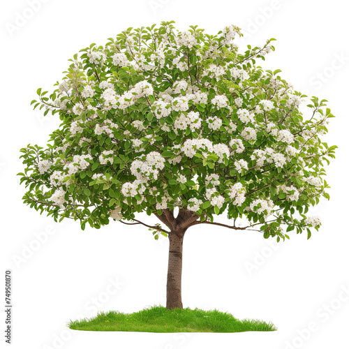 Green full length apple blooming tree with white flower on transparent background, png photo