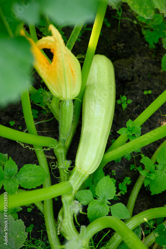 Green organic zucchini flowers and zucchini fruit on a vine growing outdoors in a garden bed. Organic gardening, agriculture, vegetable growing .Vertical.