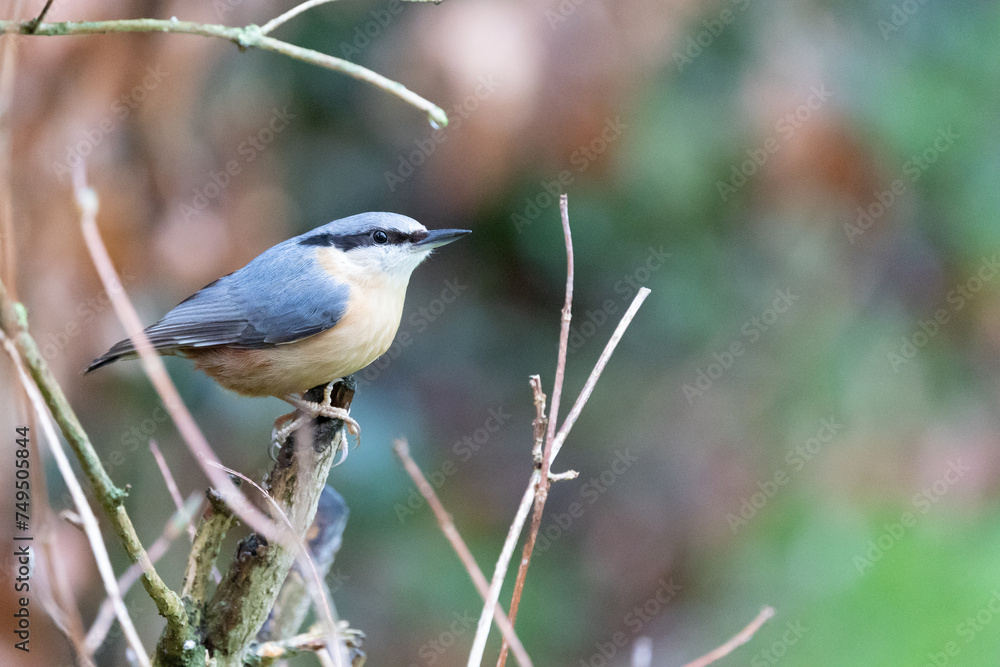 Nuthatch (Sitta Europaea) posing on the branch of a garden shrub - Yorkshire, UK in Winter