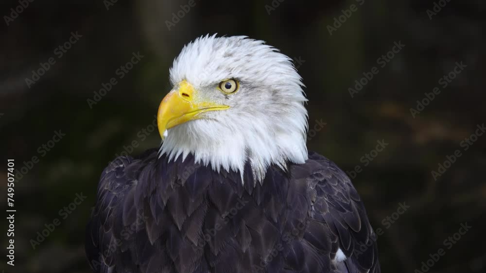 American Eagle on a blurred background in the forest American Eagle on a blurred background in the forest