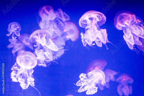 glowing group of jellyfish in the blue water in the aquarium