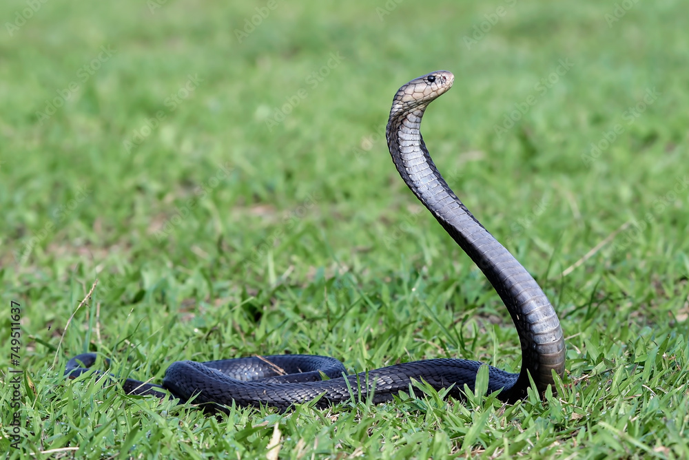 Fototapeta premium A cobra snake is in an attack position in a large grassland