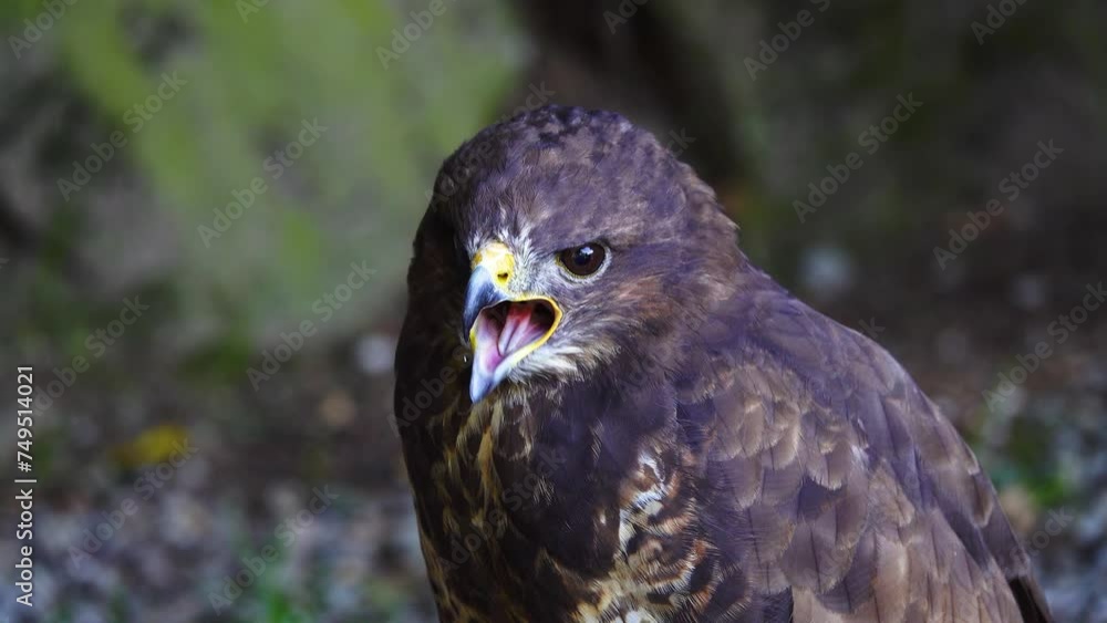 portrait of falconiformes on a blurred background in the forest portrait of falconiformes on a blurred background in the forest