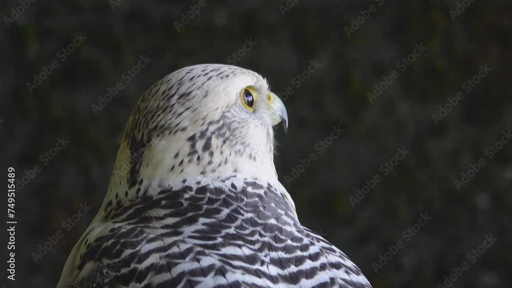 falco rusticolus sitting on a tree stump against the backdrop of a forest falco rusticolus sitting on a tree stump against the backdrop of a forest
