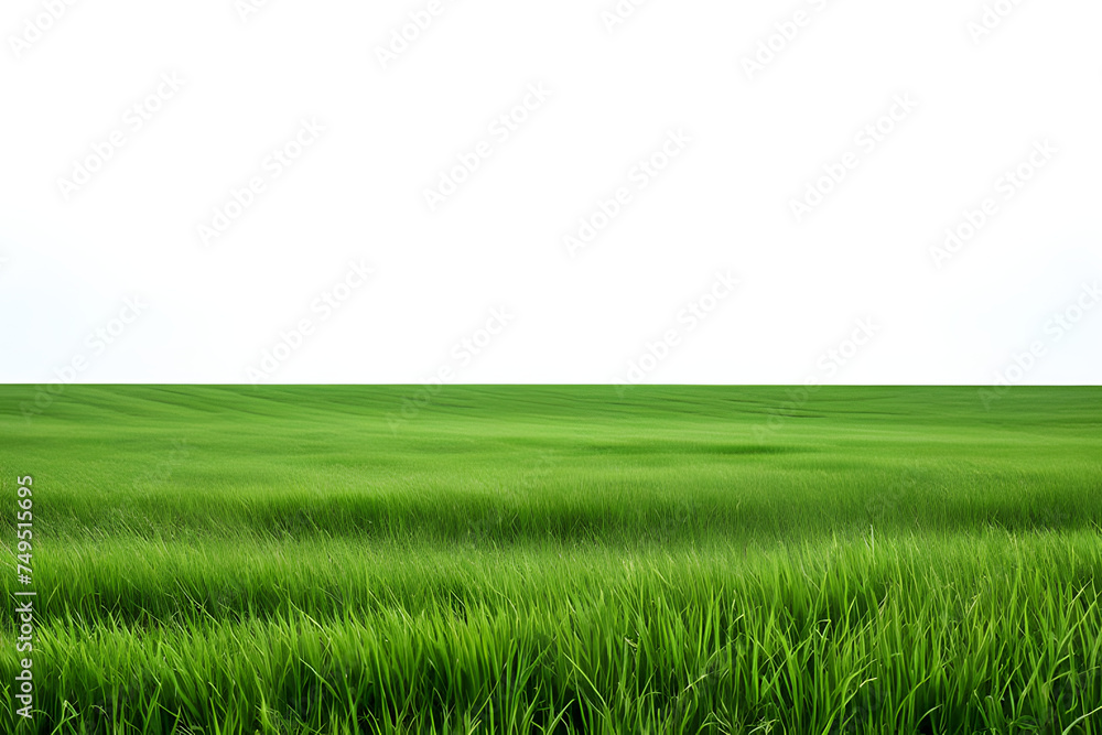 Green grass field isolated on white background, for montage product display. with clipping path Green grass field isolated on white background, for montage product display. with clipping path