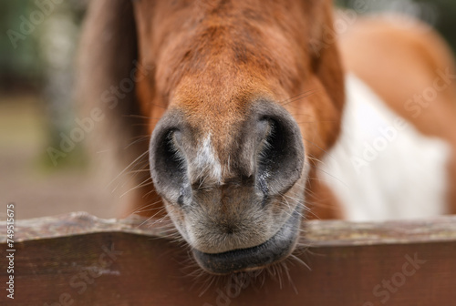 Horse nostrils close up