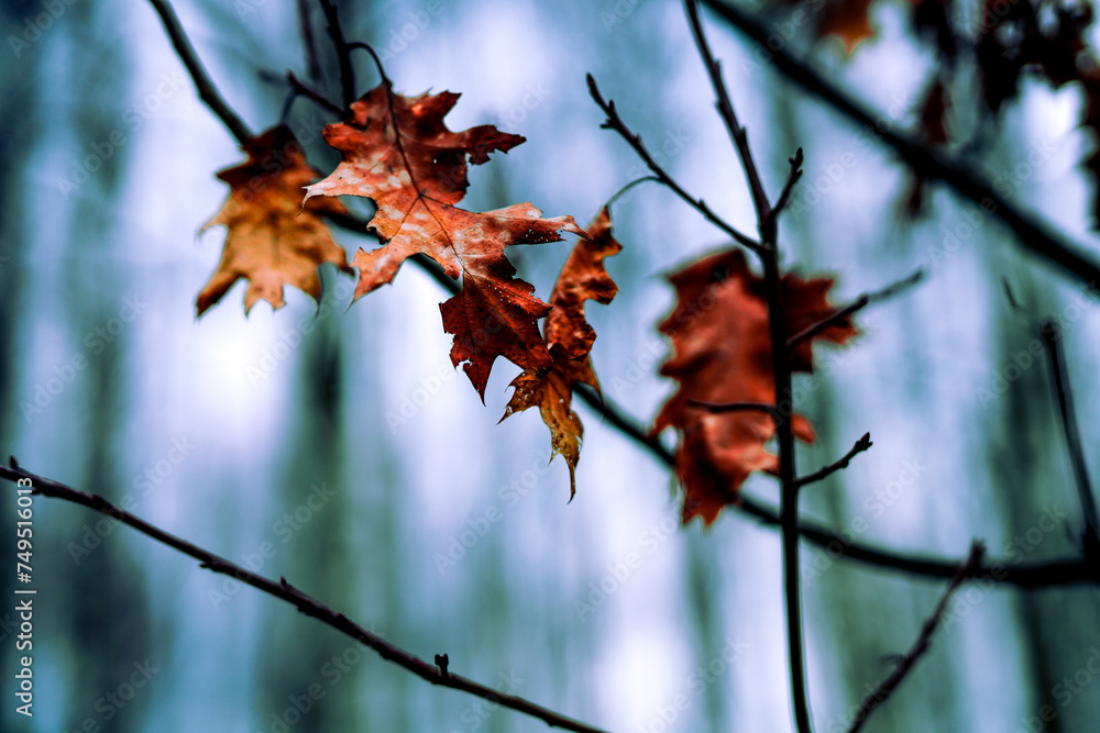 Autumn leaves Autumn leaves