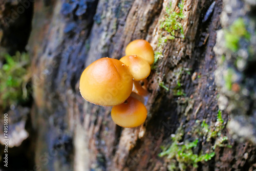 Close up of the highly poisonous Galerina marginata , also known as Funeral Bellsor Deadly Skullcap
