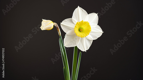 Springs Herald A Single Daffodil in Bloom white
