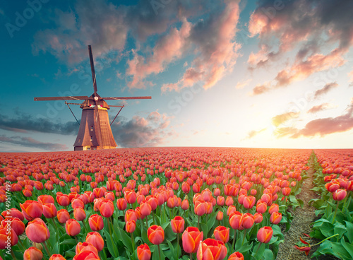 Windmill in Holland Michigan - An authentic wooden windmill from the Netherlands rises behind a field of tulips in Holland Michigan at Springtime. High quality photo. High quality photo