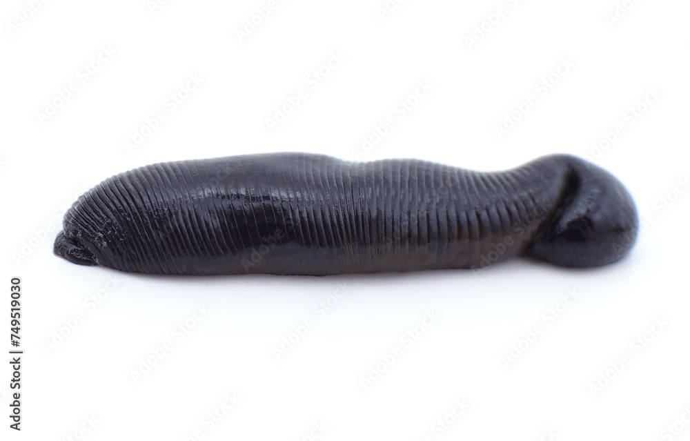 One big black leech. One big black leech.