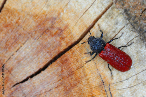 Capuchin beetle or Auger beetle, False powderpost beetle (Bostrichus capucinus). Space for placing text or image.