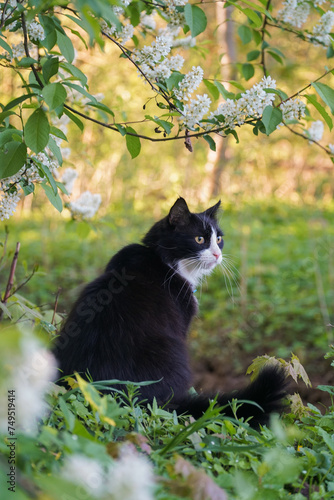 fluffy cat sits on the grass   © simonovstas