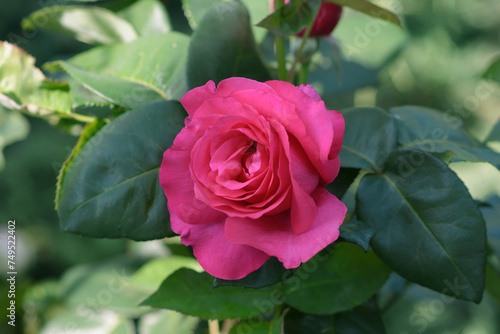 A bush of pink roses in a spring or summer ornamental garden. Decorative garden.