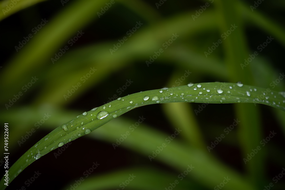 Raindrops on green leaves. Authentic summer rain. Raindrops on green leaves. Authentic summer rain.