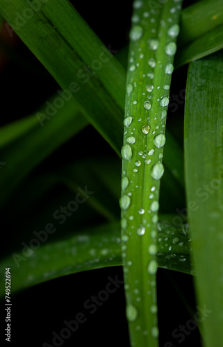 Raindrops on green leaves. Authentic summer rain.