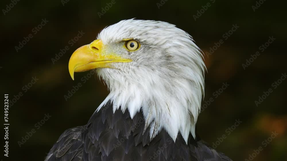 American Eagle on a blurred background in the forest American Eagle on a blurred background in the forest