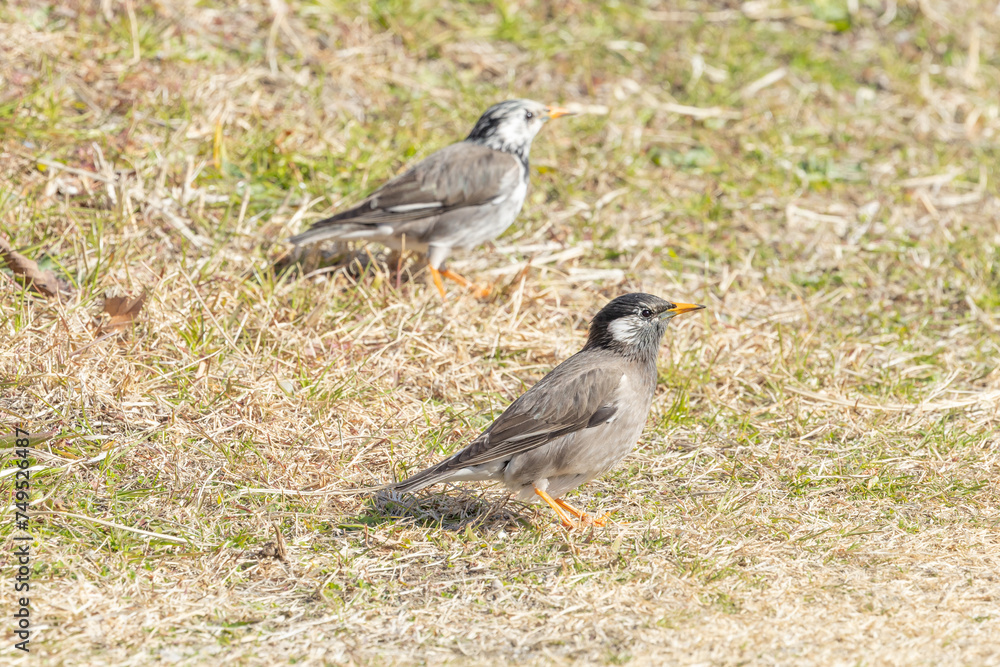 餌を探すムクドリ 餌を探すムクドリ