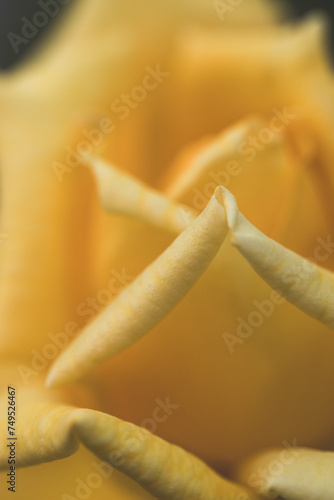 A yellow rose. Macro photography