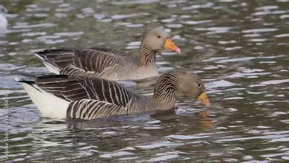 Slow motion of a Pair of Greylag Geese Swimming Slow motion of a Pair of Greylag Geese Swimming