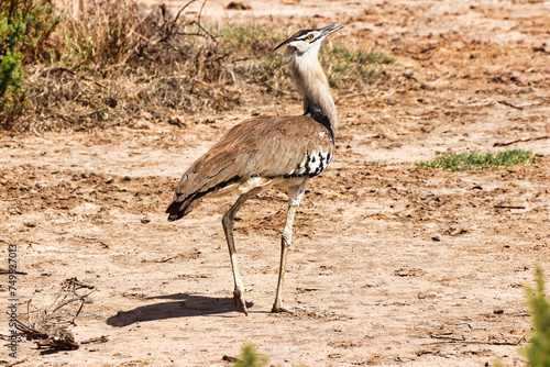 Close up of a Kori Bustard on a hot sunny afternoon at Amboseli National Park, Kenya photo