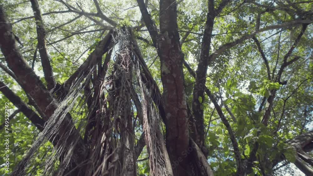 camera move of the enchanting roots of an old banyan tree