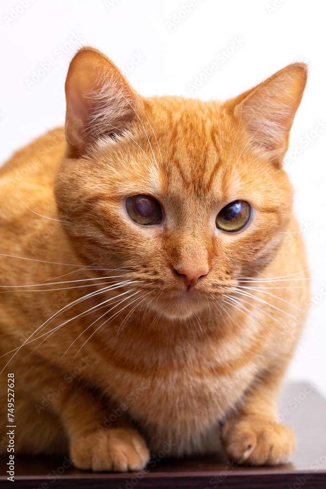 Ginger cat close up portrait at home