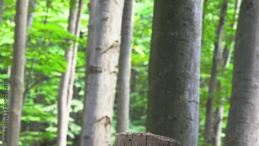 bubo bubo sitting on a tree stump against the backdrop of a forest bubo bubo sitting on a tree stump against the backdrop of a forest