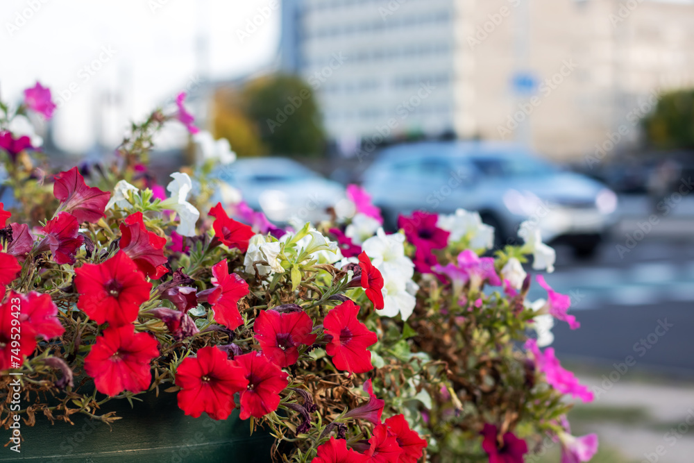 Obraz premium Red and white flowers on background of road