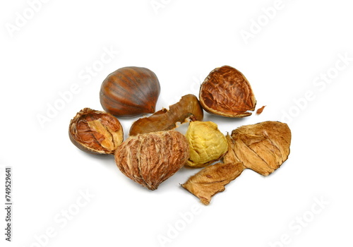 Fresh chestnuts isolated on white background. Hippocastanum isolated. Chestnut with clipping path. Macro.