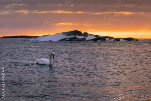 Swan on the sea during sunrise. White Swan in the sea water. Swan in winter swimming in the sea. Swan on the sea during sunset in Scandinavia.