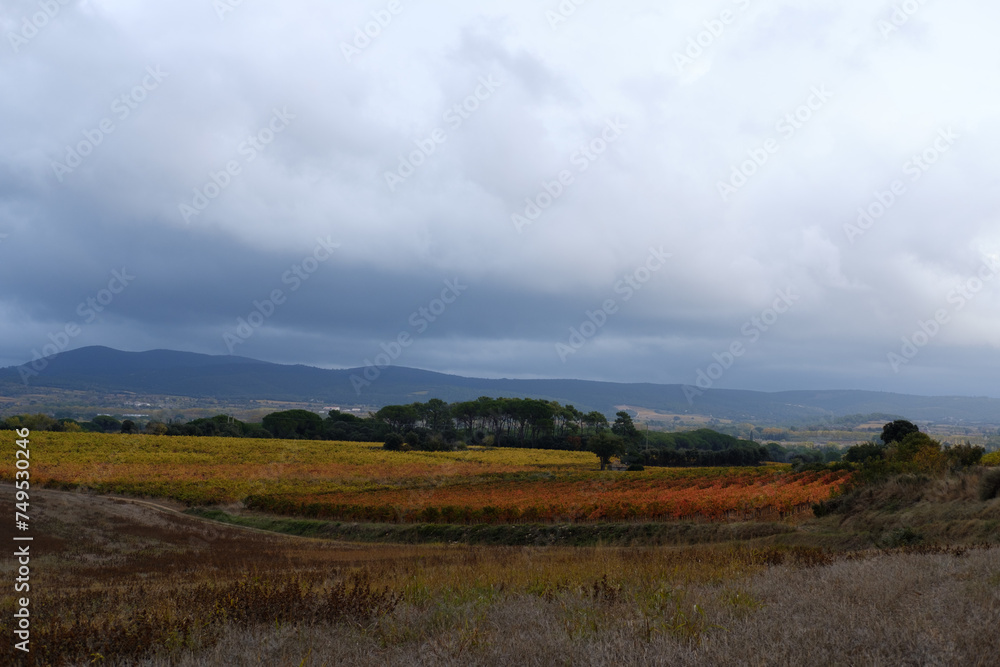 Paysage de la vallée de l'Hérault, vines orange et jaunes, pinède, automne, sud de la France, Gignac, temps mauvais